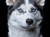 proyecto retrata alma perros gatos