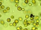 Bacterias aliaron algas para crear nuevas especies hace millones años