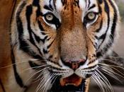 Tigres extinguido Camboya