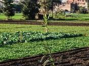 Egipto mejora productividad agrícola tecnología