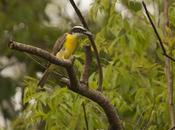 Pitanguá (Boat-billed Flycatcher) Megarhynchus pitangua