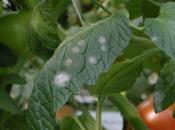 cuidado tomate, enfermedad agua