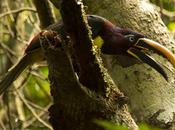 Arasarí fajado (Chestnut-eared Aracari) Pteroglossus castanotis