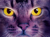 Medianoche (Erin Hunter)