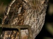 Alilicucú común (Tropical Screech-Owl) Megascops choliba