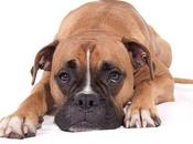 Estreñimiento perros Causas, Síntomas Tratamiento