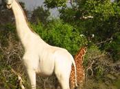 rara jirafa blanca fotografiada África