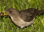 Zorzal chalchalero (Creamy-bellied Thrush) Turdus amaurochalinus