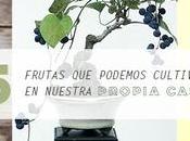 frutas podemos cultivar nuestra propia casa