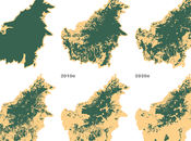 paradoja verde: árboles pero menos eficientes contra cambio climático