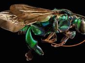 Macro fotografías compuestas diez imágenes muestran increíbles detalles insectos
