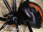 peligrosa araña venenosa muerde hombre pene