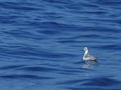 Aves marinas observadas travesías Islas Salvajes