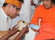 MATANZA ANIMALES EGOISMO, ODIO, CONFLICTOS CAOS