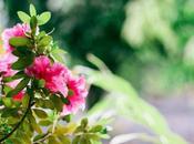 mejores plantas flor para balcón