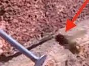Super abeja arregla para sacar clavo pared ladrillos