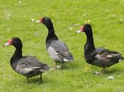 Patos