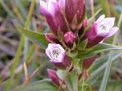 Hercampuri [Lecturas] [Medicinal]