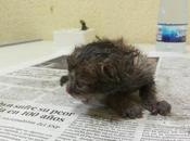 visitante inesperado