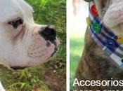 Ideas accesorios lindos para mascotas reciclando camisas