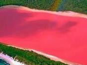 Lago rosado australia maravilla natural!