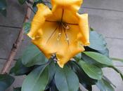 Solandra MÁXIMA //Trompetero