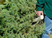 Walmart méxico suma campaña para reciclar árboles navidad