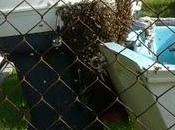 visita abejas