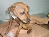 Vida, mirada dolor cachorro