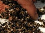 millones abejas muertas cultivos transgénicos