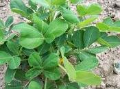 Como cultivar cacahuete