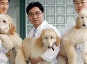 Clonación animal china