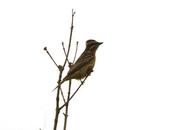 Tuquito Rayado (Variegated Flycatcher) Empidonomus varius