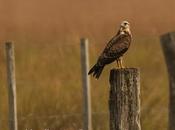 Caracolero (Snail Kite) Rostrhamus sociabilis