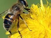 Abeja