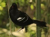 Batará negro (White shouldered Fire-Eye) Pyriglena leucoptera