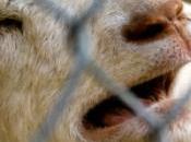 mayor multa maltrato animal