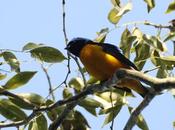 Tangará cabeza celeste (Golden-rumped Euphonia) Euphonia cyanocephala