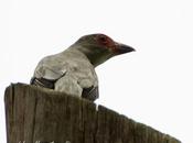 Tueré enmascarado (Masked Tityra) Tityra semifasciata