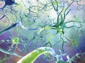 Como Afecta Toxoplasmosis Neuronas
