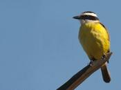 Benteveo común (Great kiskadee) Pitangus sulphuratus
