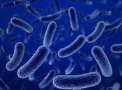 ¿Por enferman Bacterias?
