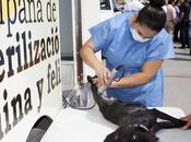 Ayuntamiento realiza campaña esterilización para mascotas