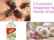 Trucos para eliminar espantar moscas casa