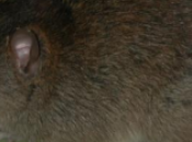 primer mamífero extinto Cambio Climático