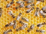 Cuantas abejas tenemos colmena? have many bees beehive?
