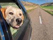 Accesorios viaje para perro: viajar mascota fácil