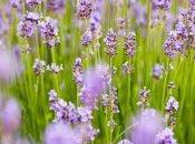 Cómo dormir bien aceite lavanda