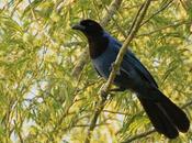 Urraca azul (Azure Jay) Cyanocorax caeruleus