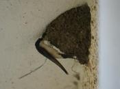 Aviones comunes plena cría